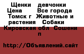 Щенки - девчонки › Цена ­ 2 - Все города, Томск г. Животные и растения » Собаки   . Кировская обл.,Сошени п.